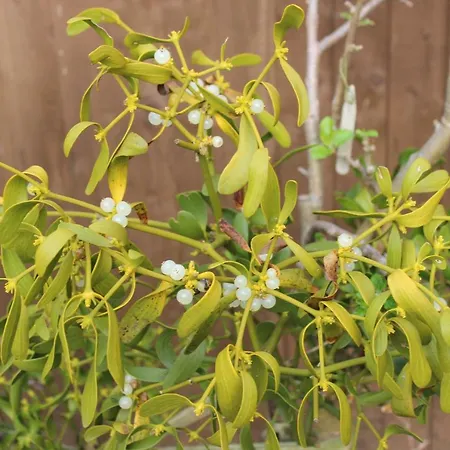 Mistletoe